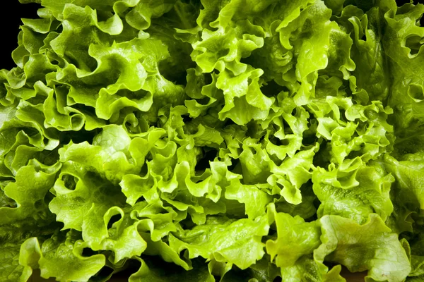 Lettuce close up background — Stock Photo, Image