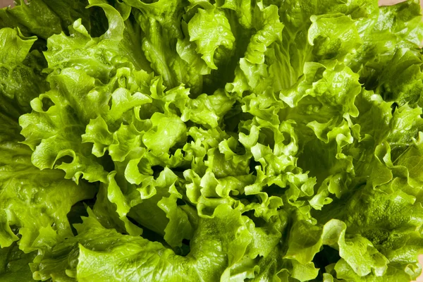 Lettuce close up background — Stock Photo, Image