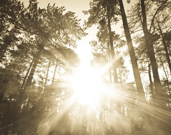 Rayons du soleil bien que forêt de pins — Photo