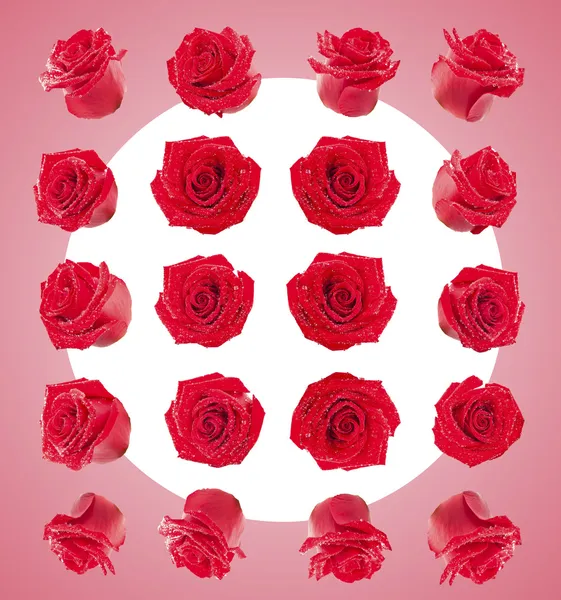 Set of red roses flowers composite — Stock Photo, Image