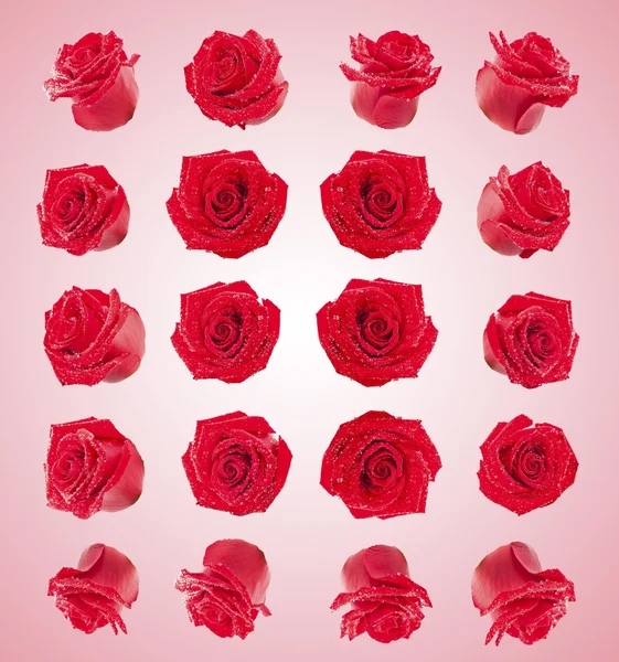 Set of red roses flowers composite — Stock Photo, Image