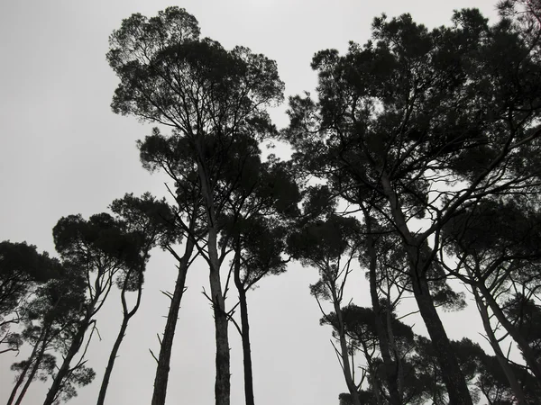 Geheimnisvolle neblige Waldsilhouette im Winter — Stockfoto