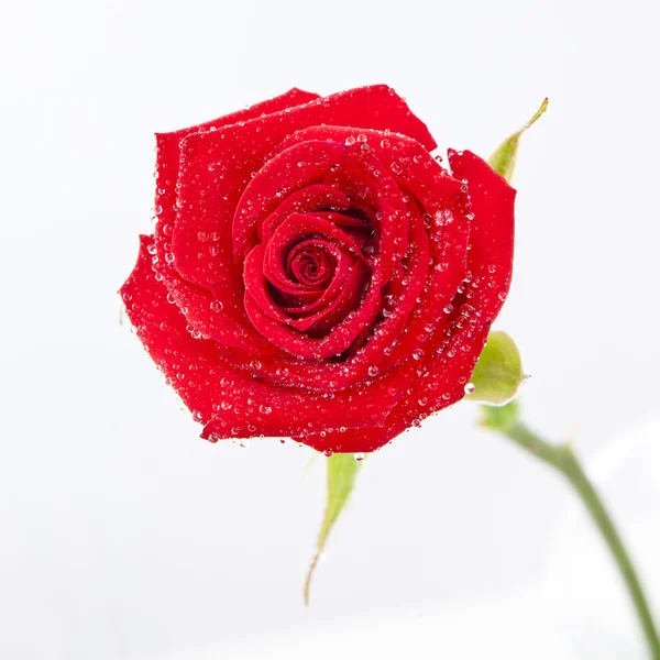 Single red rose flower isolated on white background Royalty Free Stock Photos