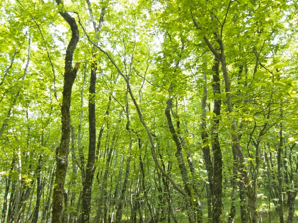 Lesní stromy pozadí. příroda zelené dřevo sluneční světlo. — Stock fotografie