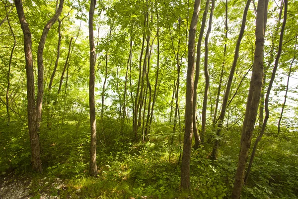 Forest trees background. nature green wood sunlight. — Stock Photo, Image