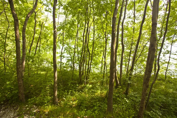 Waldbäume Hintergrund. Natur grünes Holz Sonnenlicht. — Stockfoto