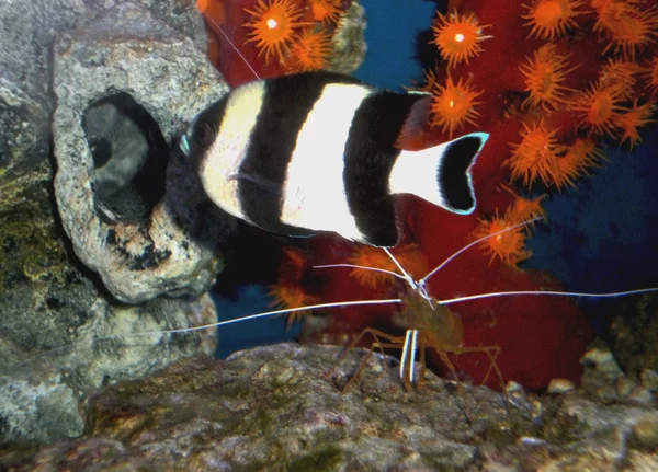 mercan reeves sualtı dünyası