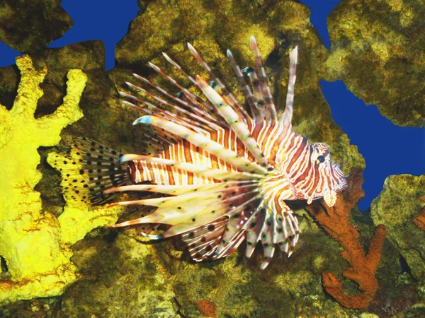 Рыба и кораллы Лицензионные Стоковые Фото