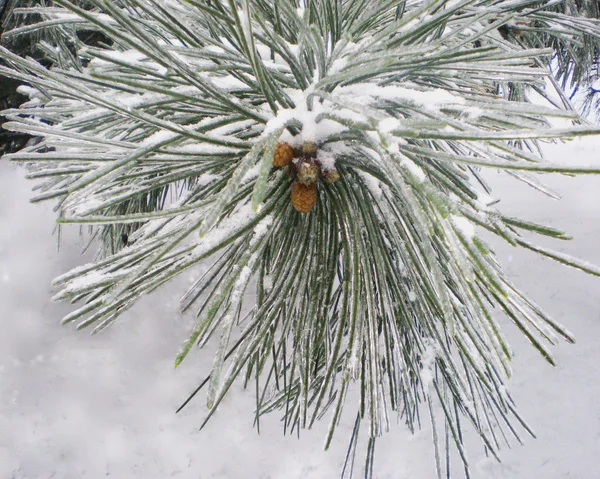 Fluffy branch of a pine — Stock Photo, Image