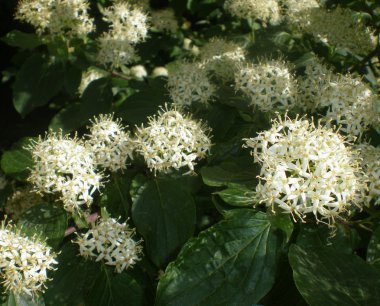 Bush ile beyaz forma bir bitkinin