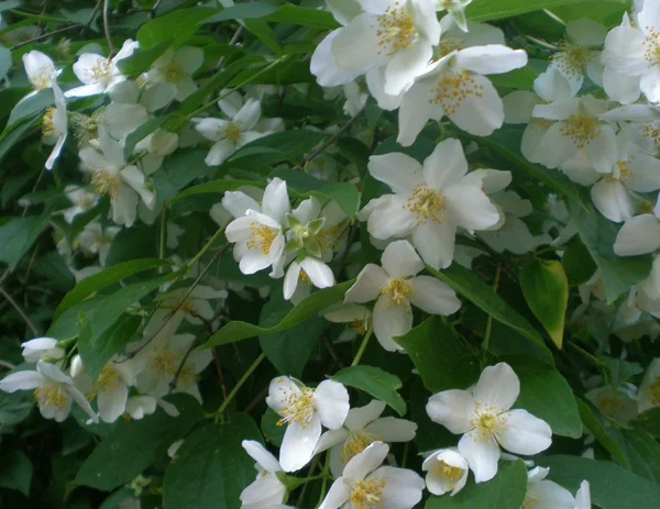Буш цветущей жасмин — стоковое фото