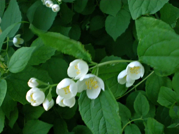 Jasmin renklerle Bush