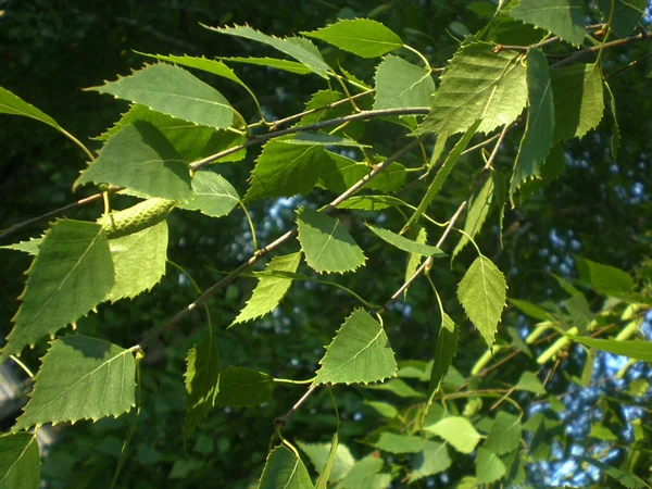 Huş ağacı yaprakları ile Şubesi