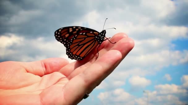 Borboleta monarca — Vídeo de Stock