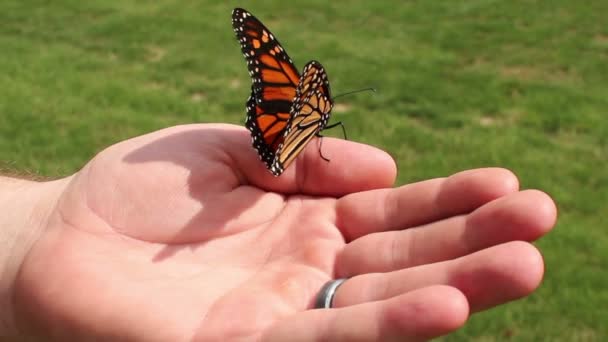 Mariposa monarca — Vídeo de stock