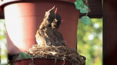 Ardıç kuşu besleme ve onun bebekler için umurunda