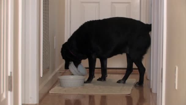 A black Labrador wants fed — Stock Video