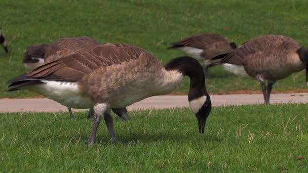 Una bandada de gansos se alimenta en la costa norte de Pittsburgh . — Vídeos de Stock