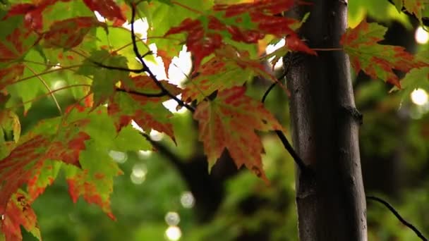 Foglie autunnali soffiano dolcemente nel vento in un giorno d'autunno piovoso — Video Stock