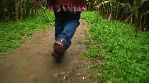어린 소녀가 옥수수 미로 통해 산책 — 비디오