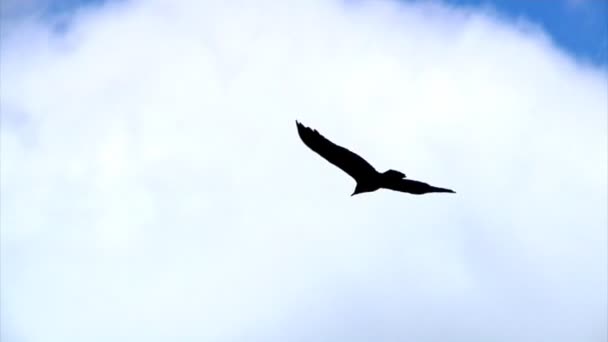 A hawk gently glides through the sky — Stock Video