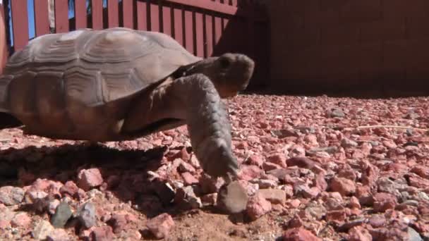 Egy teknős elsétál a kamera — Stock videók