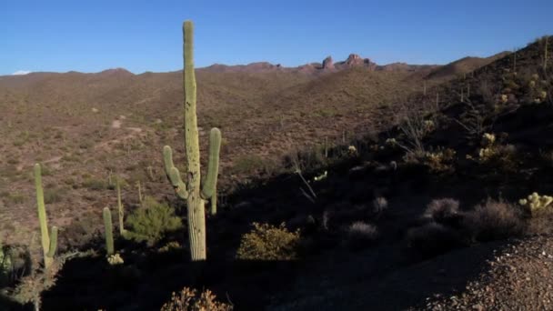 De woestijn van arizona — Stockvideo