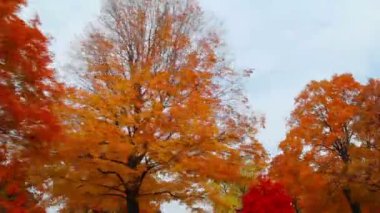 sonbaharda yapraklar sürücü tarafından