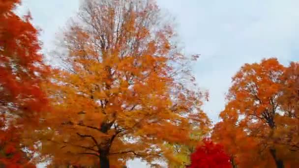 Sonbaharda yapraklar sürücü tarafından — Stok video