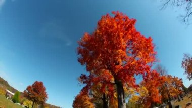uzun boylu ağaçlar yapraklar düşer