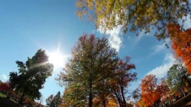 uzun boylu ağaçlar yapraklar düşer