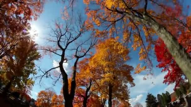 Wysokie drzewa spadek liści — Wideo stockowe