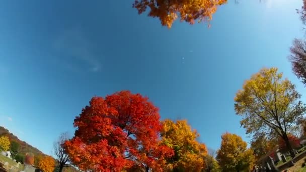 Высокие деревья падают в листву — стоковое видео