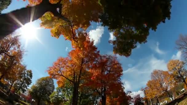 Высокие деревья падают в листву — стоковое видео
