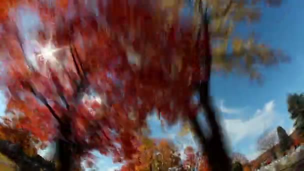 高大的树木秋天树叶尕 — 图库视频影像