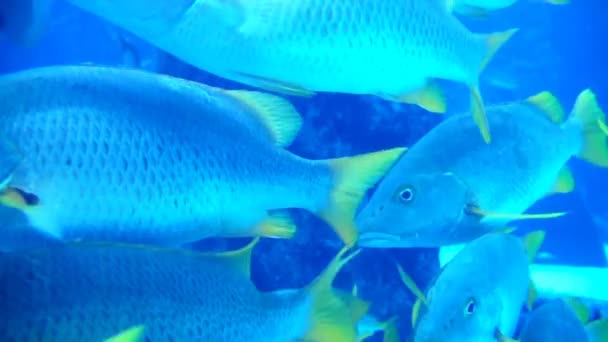 Exotic salt water fish — Stock Video