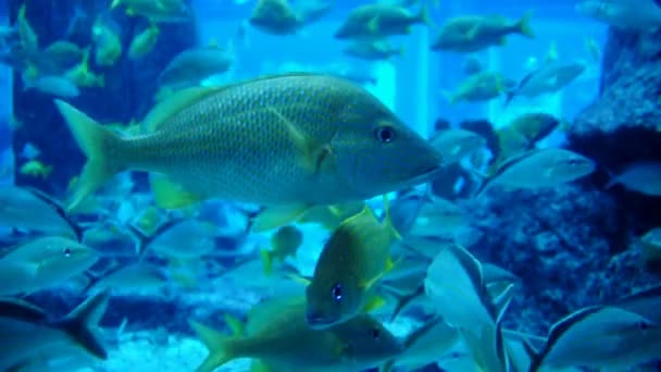 Peces exóticos de agua salada — Vídeos de Stock