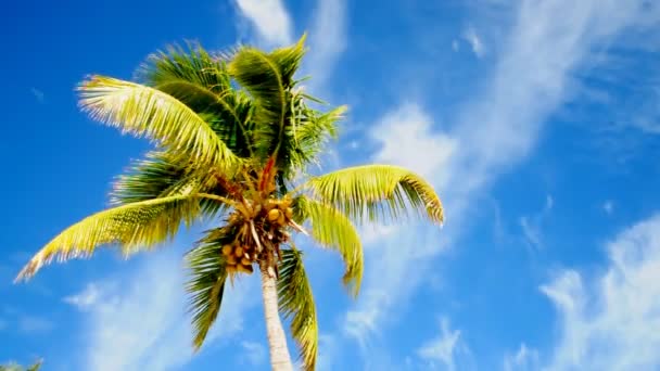 在一个热带岛上的棕榈树. — 图库视频影像