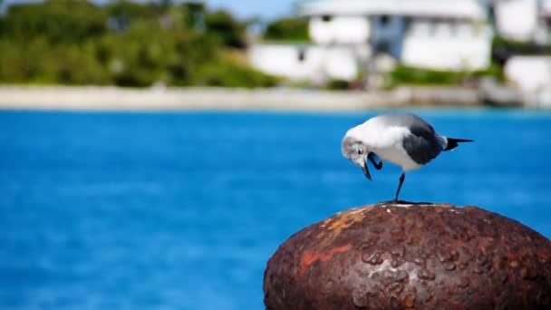 Un oiseau s'ensoleille sur une jetée . — Video