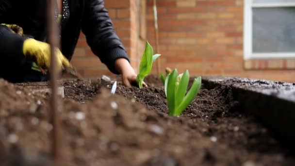 Los niños plantan algunas flores de primavera fuera de la casa — Vídeos de Stock
