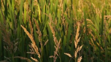 Bir Buğday Tarlası.