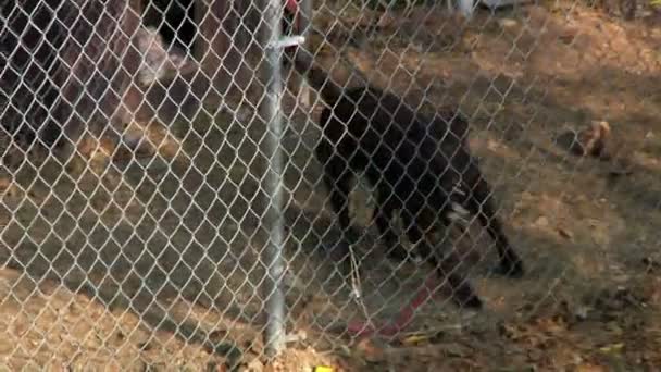 Ένα κλουβί pit bull γαβγίζει σε οι γείτονες. — Αρχείο Βίντεο