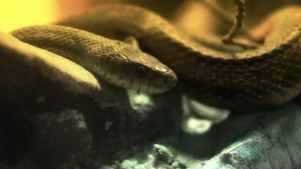 Un serpent s'ensoleille sur une branche d'arbre tombée . — Video