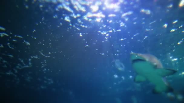 A sand tiger shark swims past the camera underwater. — 图库视频影像