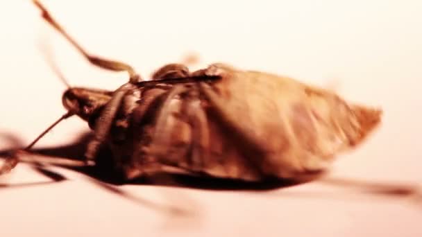 Close-up of a stink bug (pentatomoidea species). — Stock Video