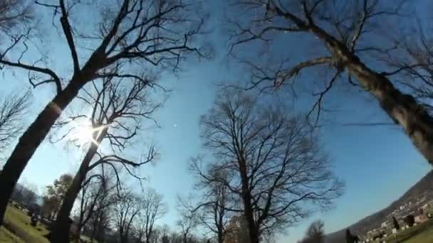 Rijden door middel van bomen — Stockvideo