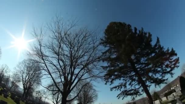 Conduire à travers les arbres — Video