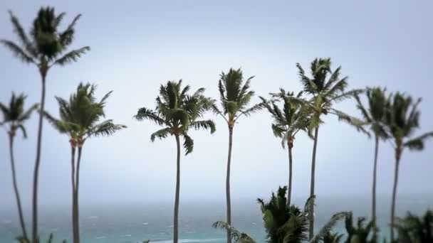 热带风暴的棕榈树 — 图库视频影像