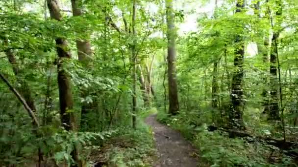 Promenade à travers la forêt Steadicam 
