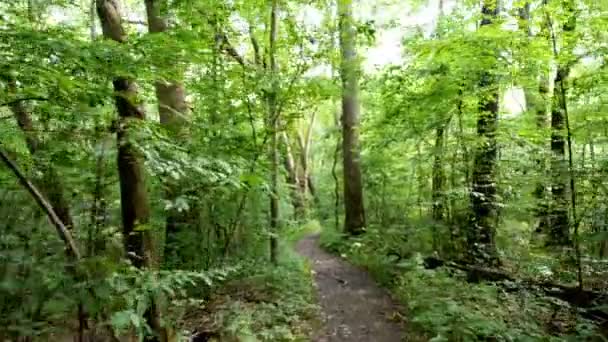 Walking Thru the Forest Steadicam — Stock Video